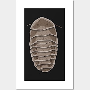 Bark Cockroach (Laxta granicollis) Posters and Art